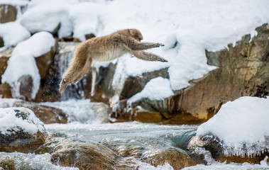 Obraz premium Japanese macaque in jump. Macaque jumps through a natural hot spring. Winter season. The Japanese macaque, Scientific name: Macaca fuscata, also known as the snow monkey.