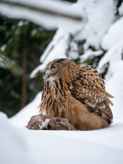 Eurasian eagle-owl (Bubo Bubo) sitting on hunted marten in snowy forest. Eurasian eagle owl with marten on snowy ground. Owl portrait.