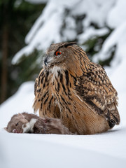 Eurasian eagle-owl (Bubo Bubo) sitting on hunted marten in snowy forest. Eurasian eagle owl with marten on snowy ground. Owl portrait.