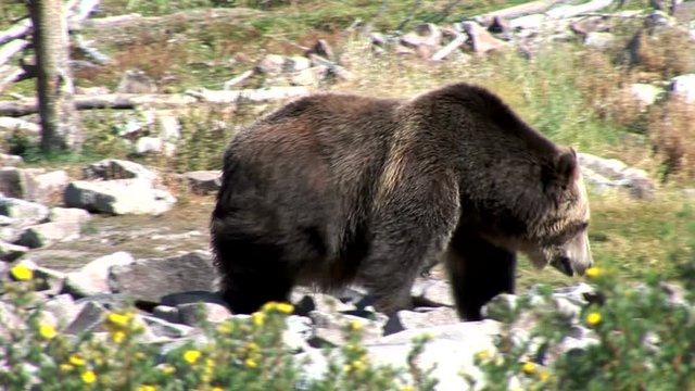 Grizzly Paces Around