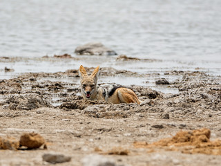 Black-backed Jackal