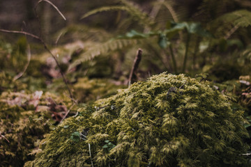 Grass
