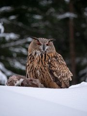 Eurasian eagle-owl (Bubo Bubo) sitting on hunted marten in snowy forest. Eurasian eagle owl with marten on snowy ground. Owl portrait.