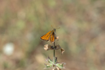 Hesperiidae / Sarı Antenli Zıpzıp / / Thymelicus sylvestris