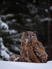 Eurasian eagle-owl (Bubo Bubo) sitting on hunted marten in snowy forest. Eurasian eagle owl with marten on snowy ground. Owl portrait.
