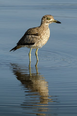 Oedicnème vermiculé, Burhinus vermiculatus, Water Thick knee