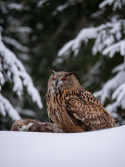 Eurasian eagle-owl (Bubo Bubo) sitting on hunted marten in snowy forest. Eurasian eagle owl with marten on snowy ground. Owl portrait.