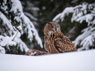 Eurasian eagle-owl (Bubo Bubo) sitting on hunted marten in snowy forest. Eurasian eagle owl with marten on snowy ground. Owl portrait.