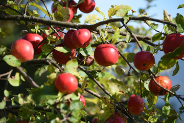 Mele ft8110_0305 Apples Äpfel Pommes Almák Manzanas