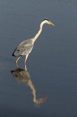 Heron cendre, ardea cinerea