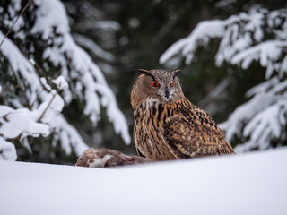 Eurasian eagle-owl (Bubo Bubo) sitting on hunted marten in snowy forest. Eurasian eagle owl with marten on snowy ground. Owl portrait.
