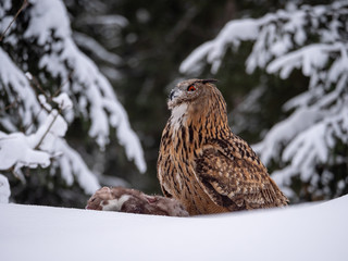 Eurasian eagle-owl (Bubo Bubo) sitting on hunted marten in snowy forest. Eurasian eagle owl with marten on snowy ground. Owl portrait.