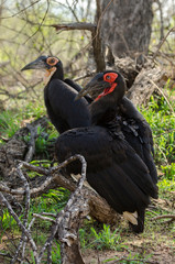 Bucorve du Sud, Grand calao terrestre, Bucorvus leadbeateri, Southern Ground Hornbill
