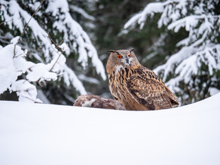 Eurasian eagle-owl (Bubo Bubo) sitting on hunted marten in snowy forest. Eurasian eagle owl with marten on snowy ground. Owl portrait.