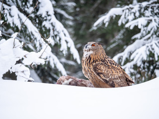 Eurasian eagle-owl (Bubo Bubo) sitting on hunted marten in snowy forest. Eurasian eagle owl with marten on snowy ground. Owl portrait.