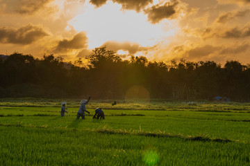 Vietnamese farmers working on rice field on sunny day. Vietnam travel landscapes. Organic agriculture at southeast Asia. Rice season.