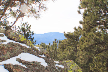tree in the mountains