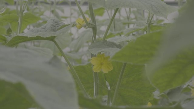 Cucumber's flower with a bee pollinating. Close up, ungraded footage, s-log