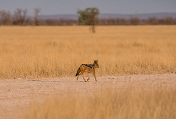 Black-backed Jackal