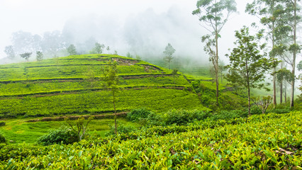 Tea plantation near Haputale. Sri Lanka.