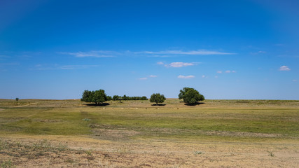 Fototapeta premium Astrakhan steppe around the medieval city of Sarai-Batu - the capital of the Golden Horde. Dry, prickly grass, rare trees and animals hiding from the heat in the shade of trees