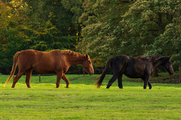 Fototapeta premium two horses grazing in a meadow