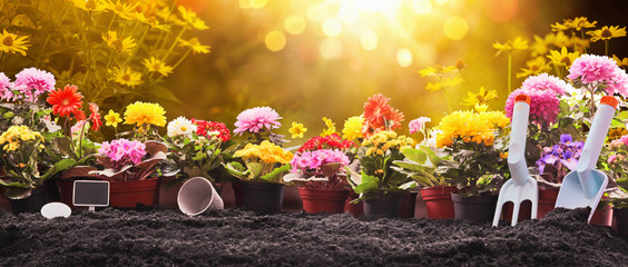 Garden Flowers, Plants and Tools on a Sunny Background. Spring Gardening Works Concept