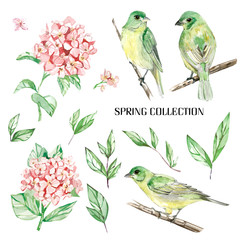 Set watercolor elements of bird and flowers, spring collection, illustration isolated on white background - finch, hydrangea 