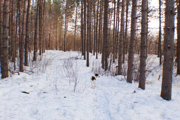 forest in winter