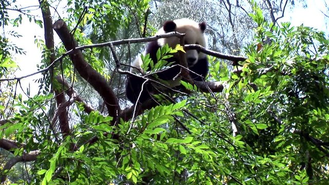 Young Panda-zoom