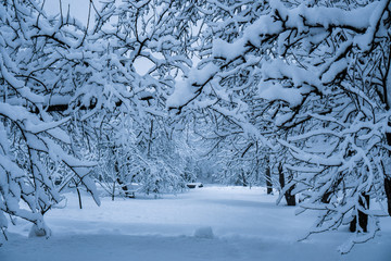 The trees in the Park after the snowfall are completely covered with snow.