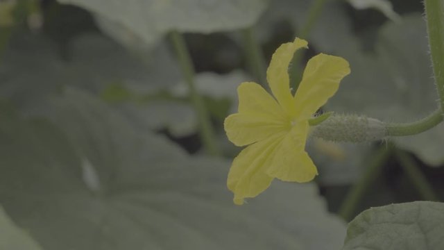 Cucumber's flower with a bee pollinating. Close up, ungraded footage, s-log