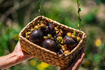 Fresh ripe mangosteens in basket. Asian fruit - purple mangosteen or garcinia mangostana. Closeup. Thai exotic fruits.