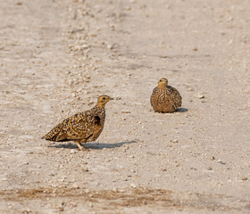 Burchell's Sandgrouse