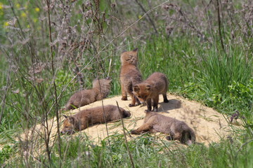 Fuchs Welpen