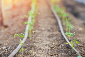 Green plants growth,Young  plants in the nursery,Organic Planting