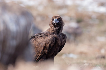 Fototapeta premium Cinereous Vulture Birds