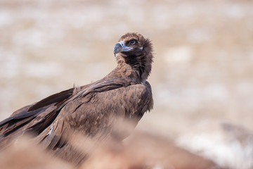 Cinereous Vulture Birds