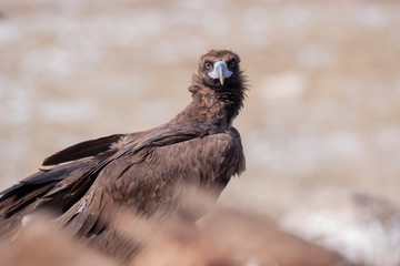 Cinereous Vulture Birds