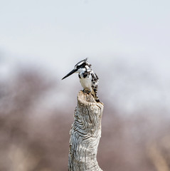 Pied Kingfisher