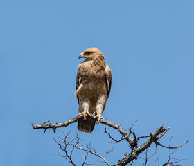 Tawny Eagle