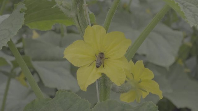 Cucumber's flower with a bee pollinating. Close up, ungraded footage, s-log