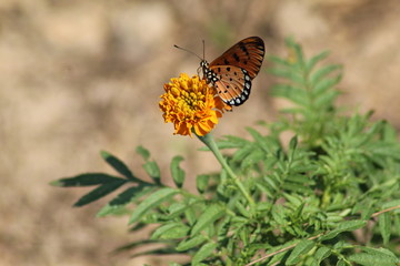 butterfly on flower