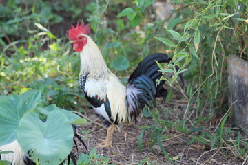 rooster on farm