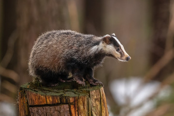 badger running in snow, winter scene with badger in snow