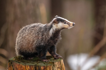 badger running in snow, winter scene with badger in snow