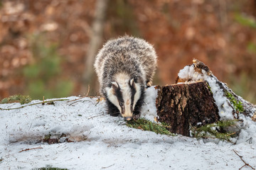 badger running in snow, winter scene with badger in snow