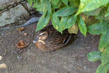 Brown Duck Hidden