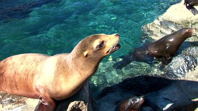 Seal Catches Fish-zoom