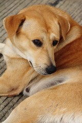 Brown dog cute is sleeping on ground